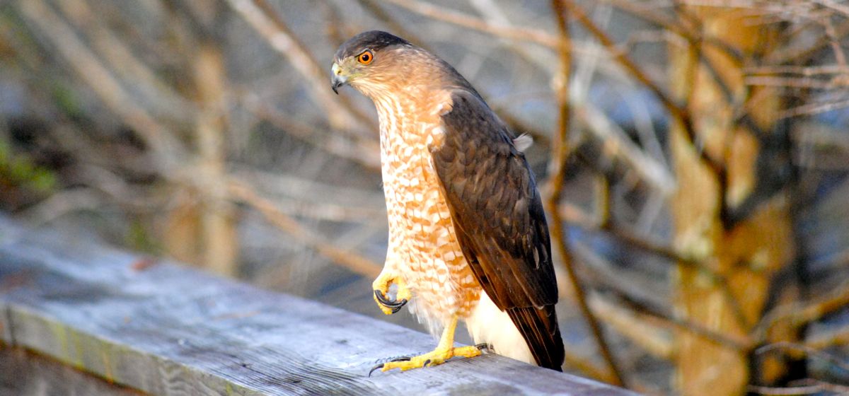 Cooper's Hawk